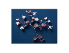 imgi_10_Horny Goat Weed